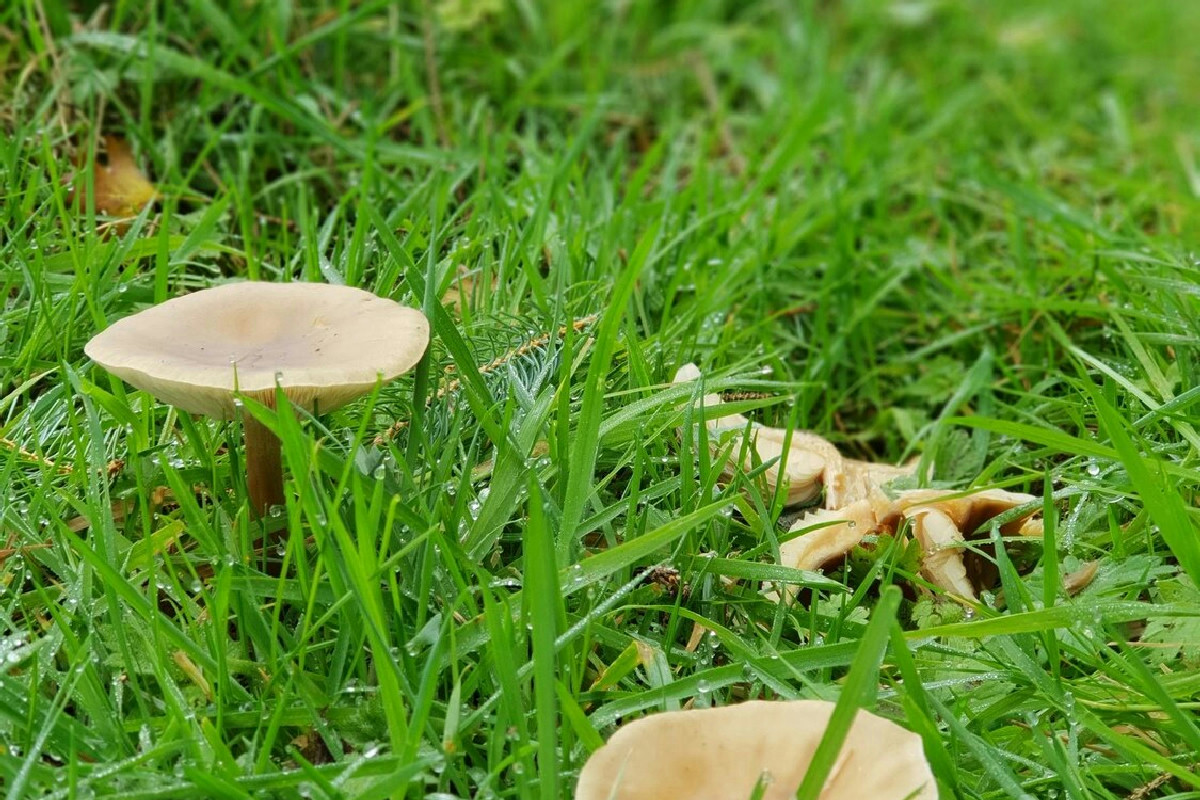 Funghi nel prato? Ecco il metodo naturale per eliminare il problema e avere un prato verde e sano in poco tempo