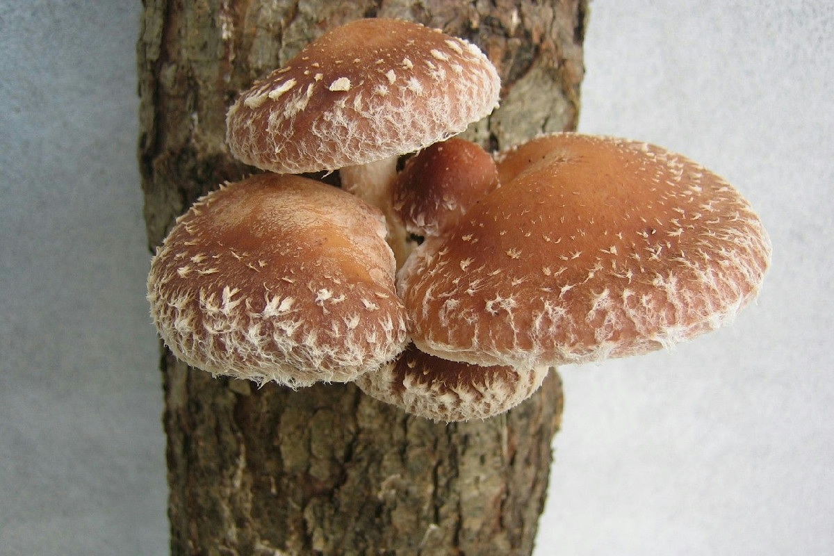 Funghi shiitake con patate e prosciutto: il piatto autunnale da preparare in meno di un’ora