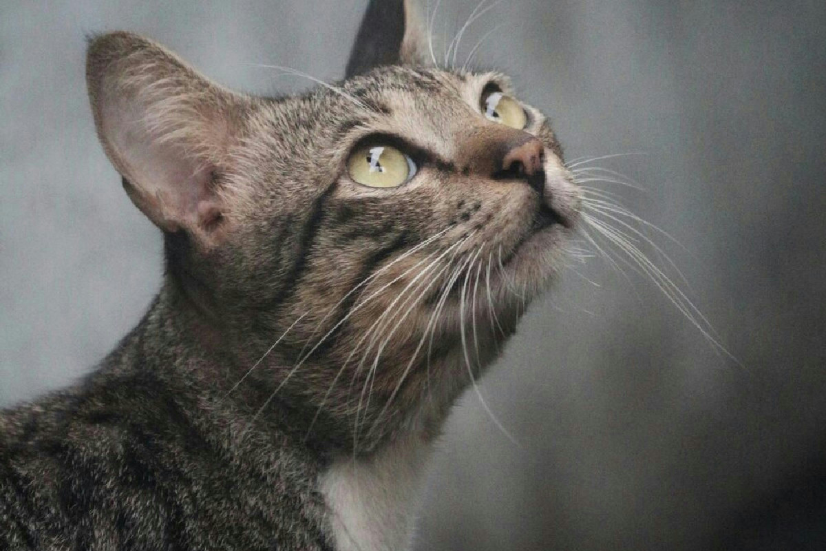 Gatto che miagola senza sosta: segnali e cause del comportamento persistente in casa