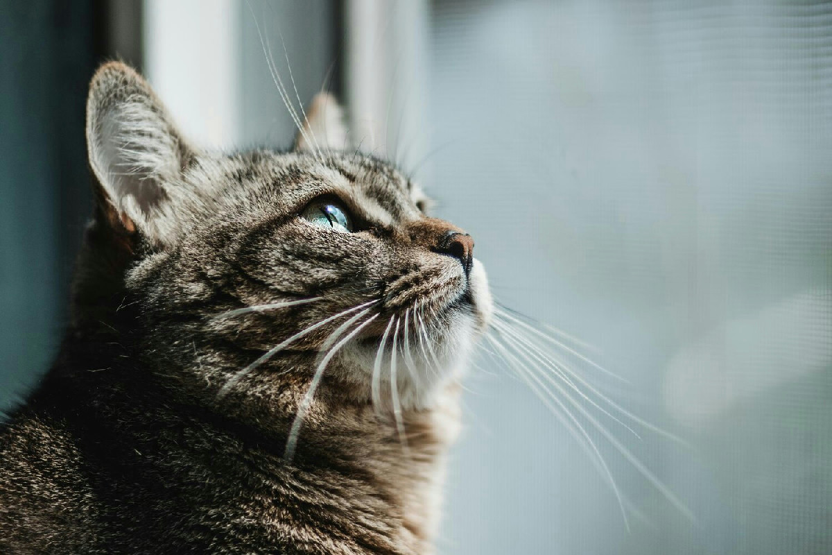 Gatto che miagola senza sosta: segnali e cause del comportamento persistente in casa