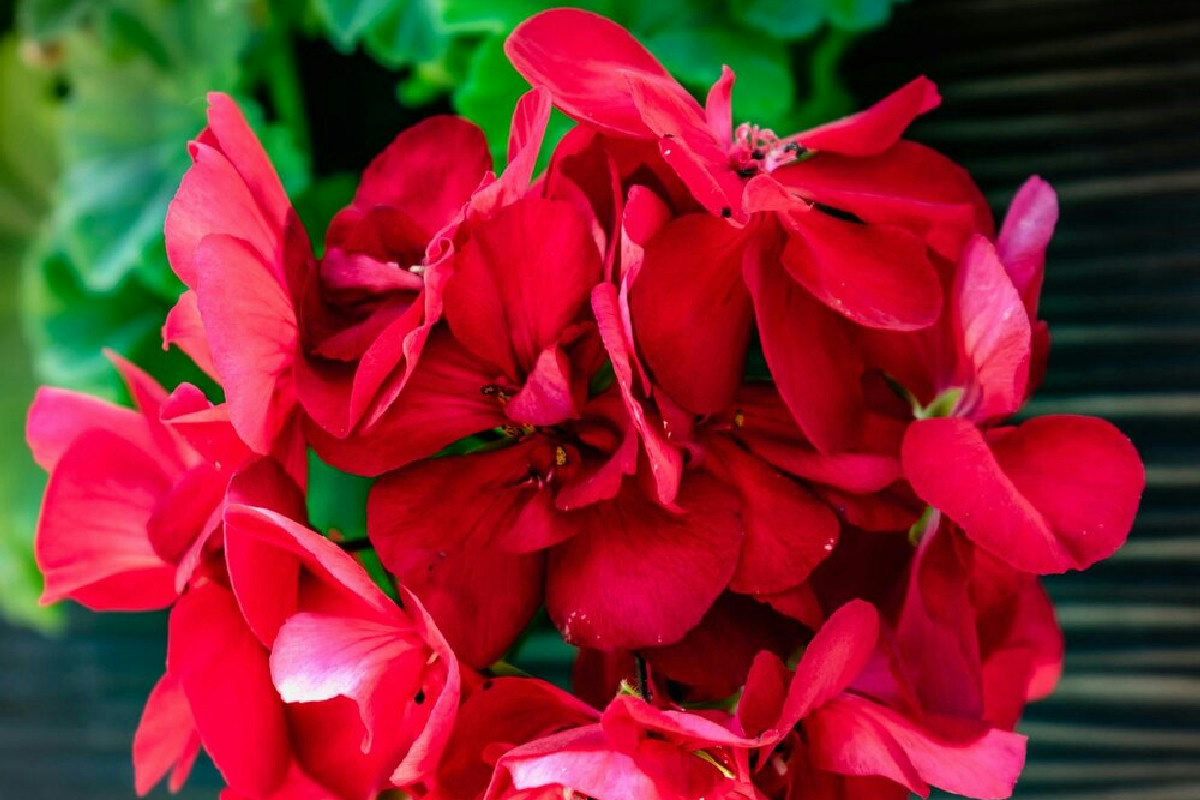 Gerani rigogliosi e fioriture generose: i consigli dei giardinieri per un’estate continua