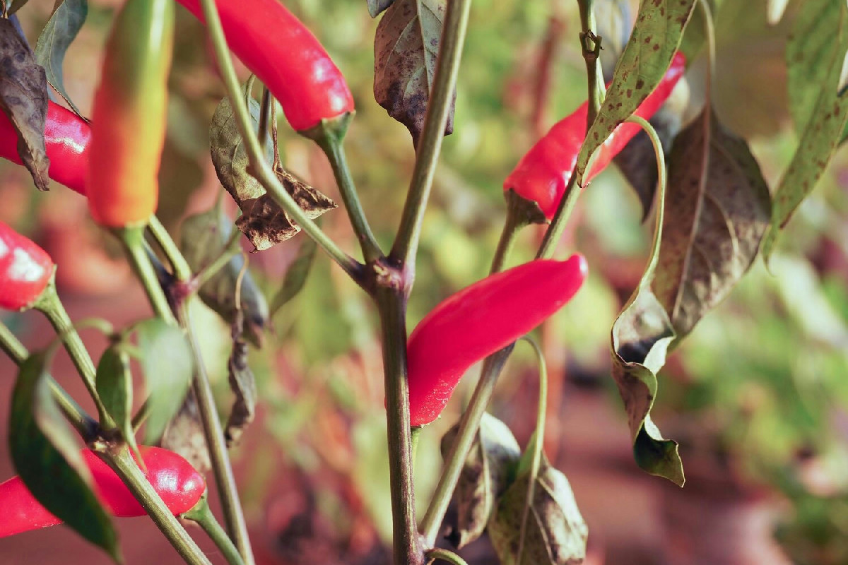 In giardino arriva il momento ideale per il peperoncino: cosa conta per farlo crescere al meglio