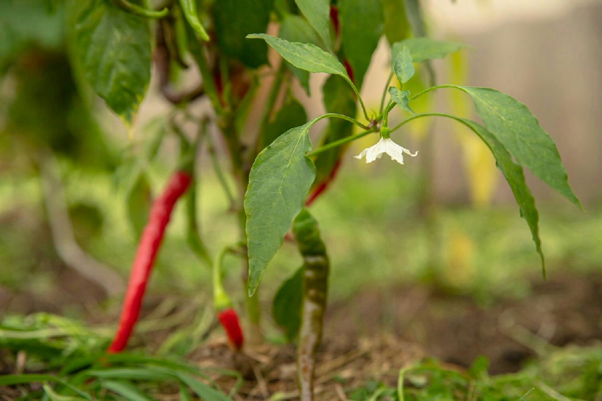 In giardino arriva il momento ideale per il peperoncino: cosa conta per farlo crescere al meglio
