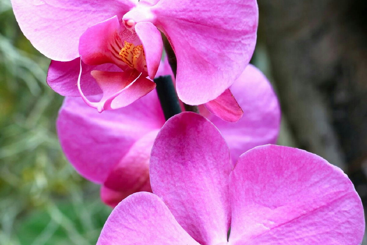 L’orchidea smette di fiorire? Scopri il segreto della corteccia per farla rifiorire in pochi giorni