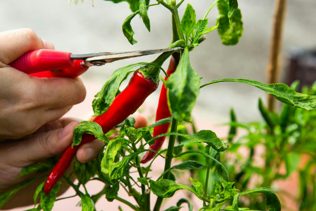 Il momento ideale per piantare il peperoncino e garantire una crescita sana e rigogliosa