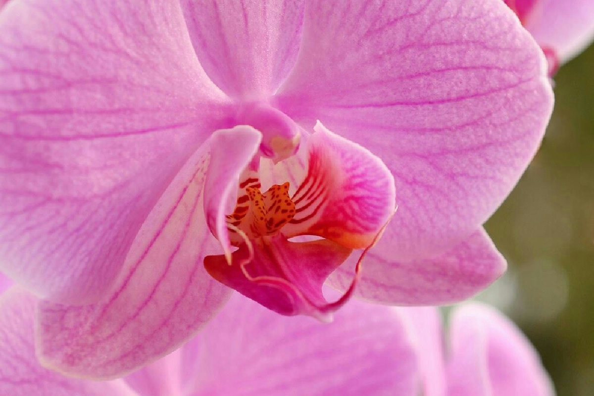 Orchidea appassita in casa? Questo semplice trucco dona nuova vita e colore in pochi giorni