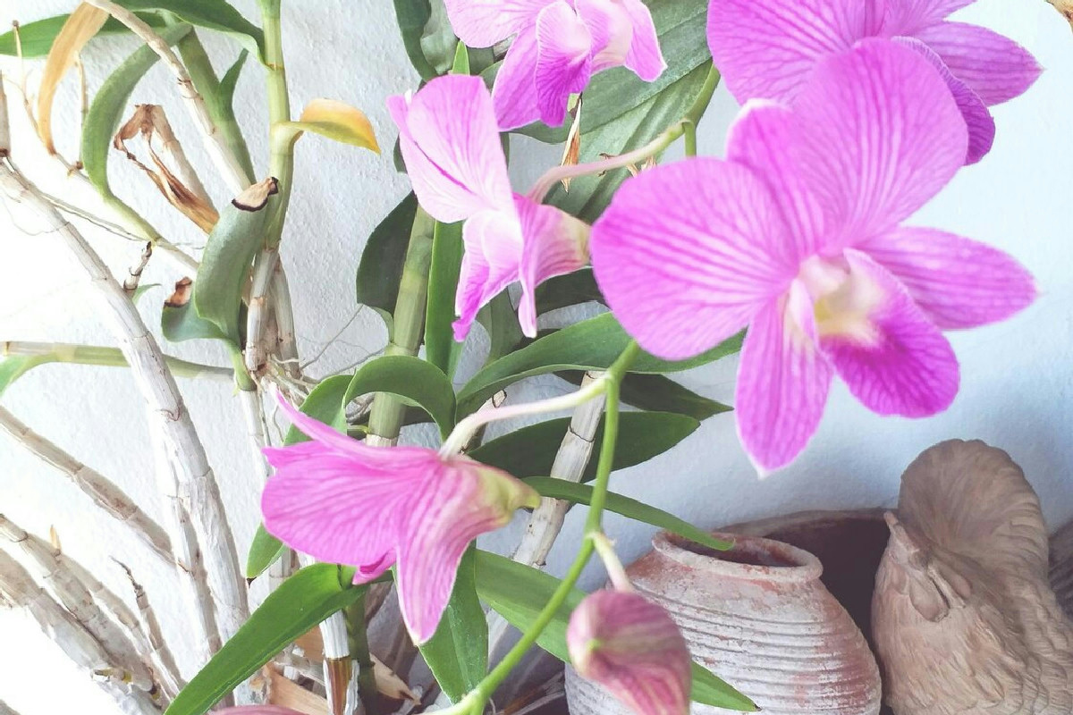 Orchidea appassita in casa? Questo semplice trucco dona nuova vita e colore in pochi giorni