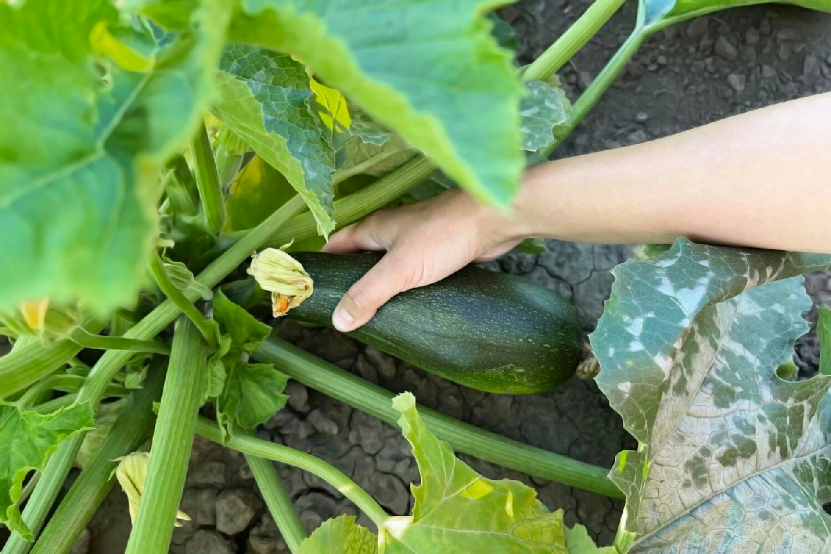 Perché la cenere migliora la crescita di zucchine rigogliose e sane negli orti domestici