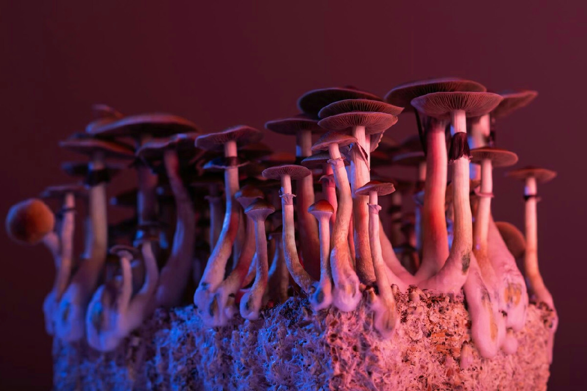 Perché due specie diverse di funghi magici producono la stessa molecola misteriosa, la psilocibina?