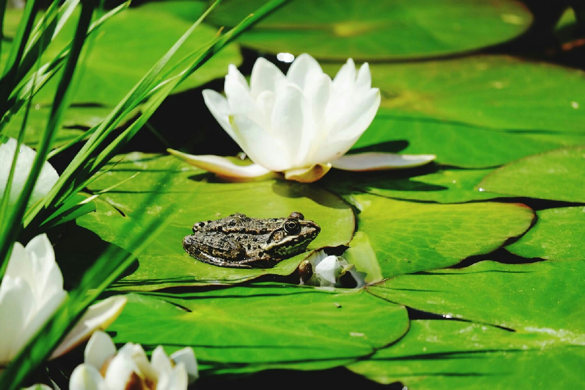 Perché le ninfee in vaso traforato non invadono tutto il laghetto in pochi giorni?