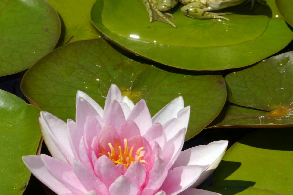 Perché le ninfee in vaso traforato non invadono tutto il laghetto in pochi giorni?