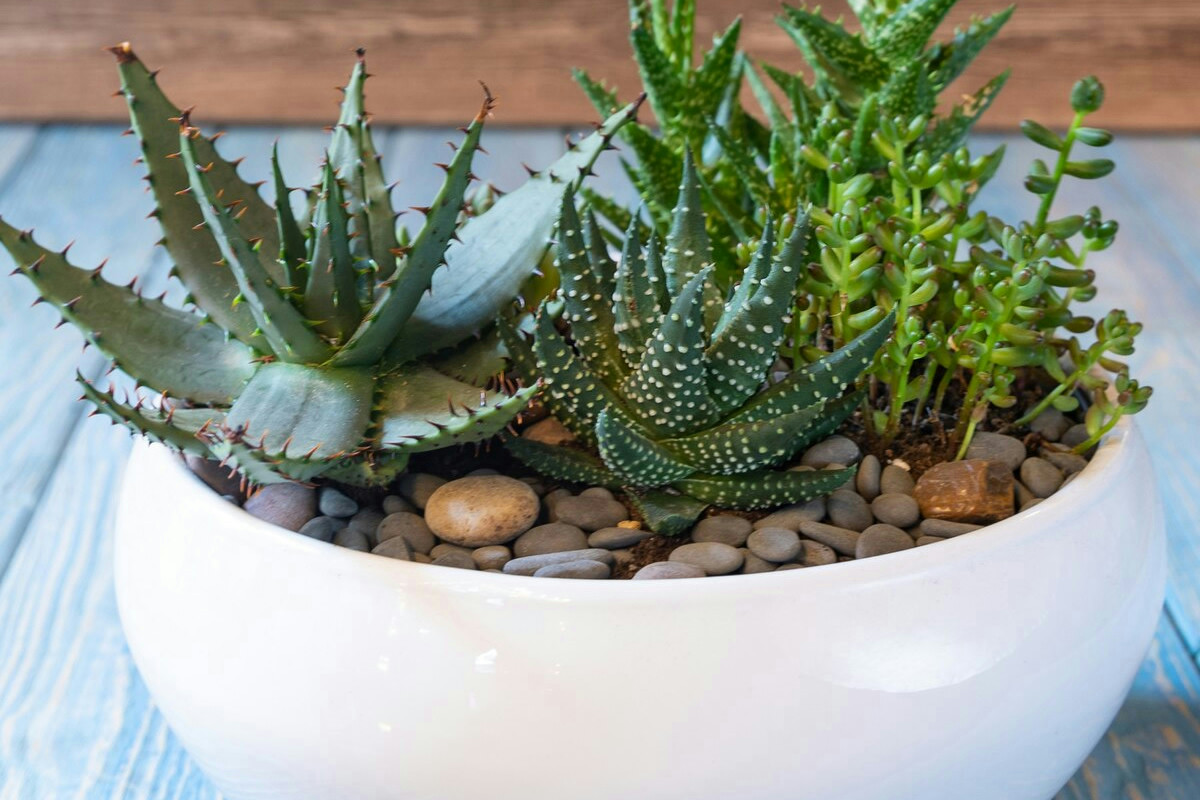 Perché le piante grasse rifioriscono rigogliose solo quando il terreno è completamente asciutto