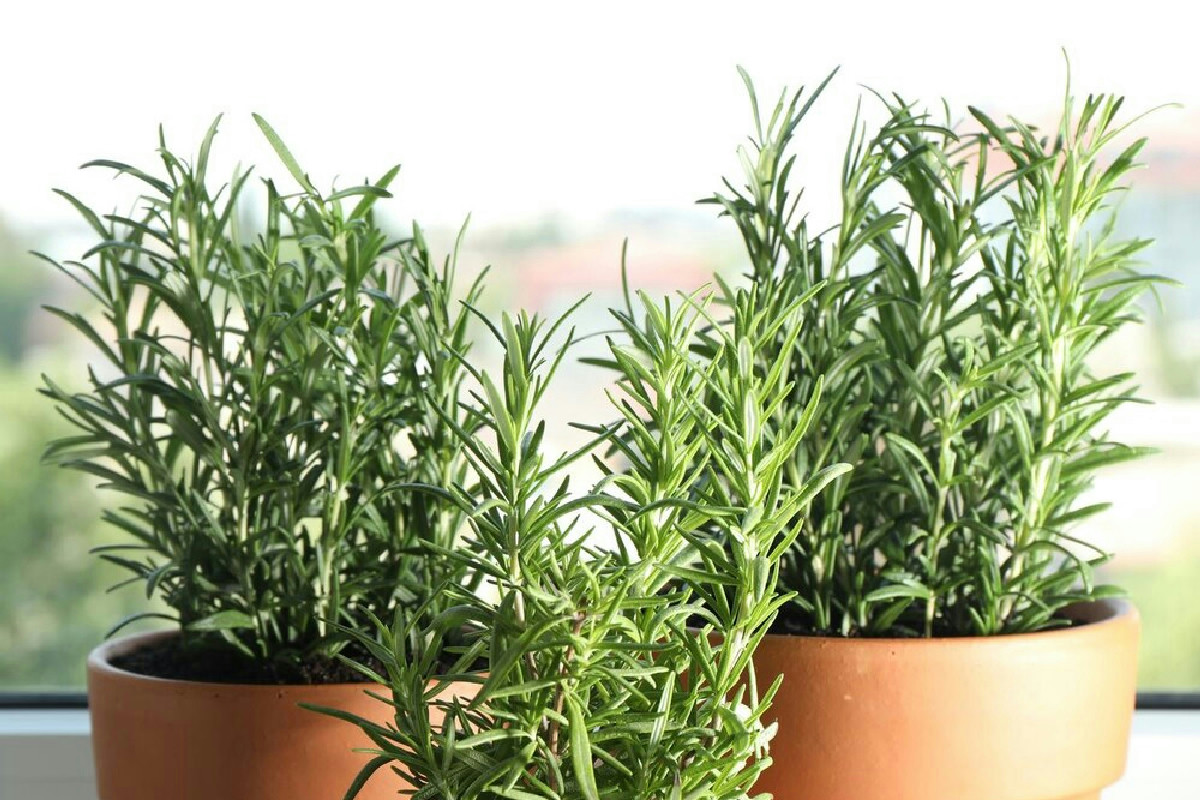 Perché le tue erbe aromatiche non sopravvivono all'inverno? C'è un trucco che pochi conoscono