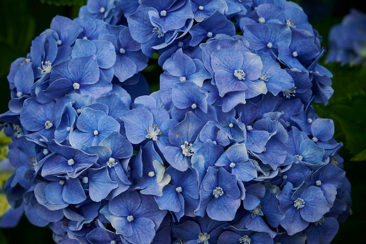 Perché le tue ortensie non sono blu come vorresti? Il terreno è la chiave che conta