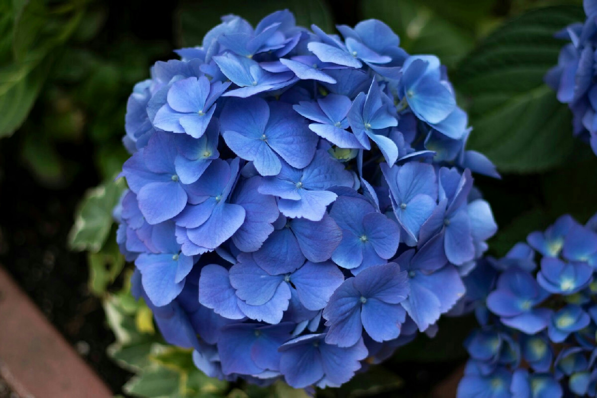 Perché le tue ortensie non sono blu come vorresti? Il terreno è la chiave che conta