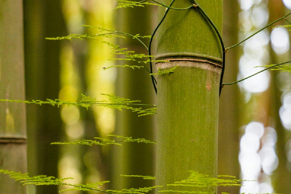 La pianta a bacche rosse da piantare a gennaio che illumina il giardino con colori vivaci ed energia