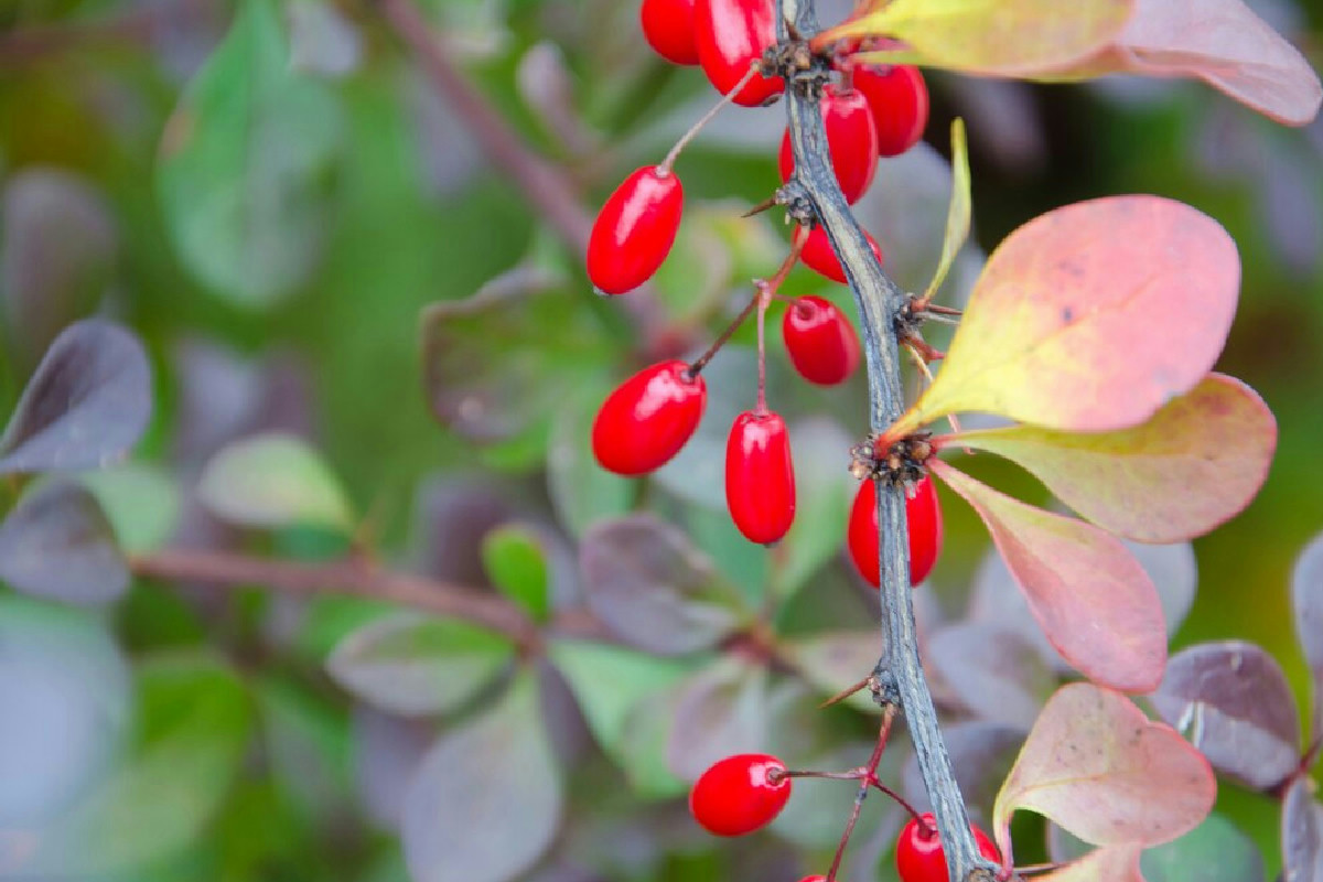 La pianta a bacche rosse da piantare a gennaio che illumina il giardino con colori vivaci ed energia
