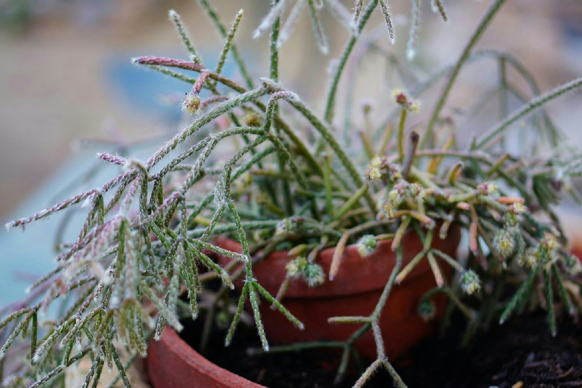 La pianta che soffre di più il caldo indoor rispetto alle temperature fredde esterne