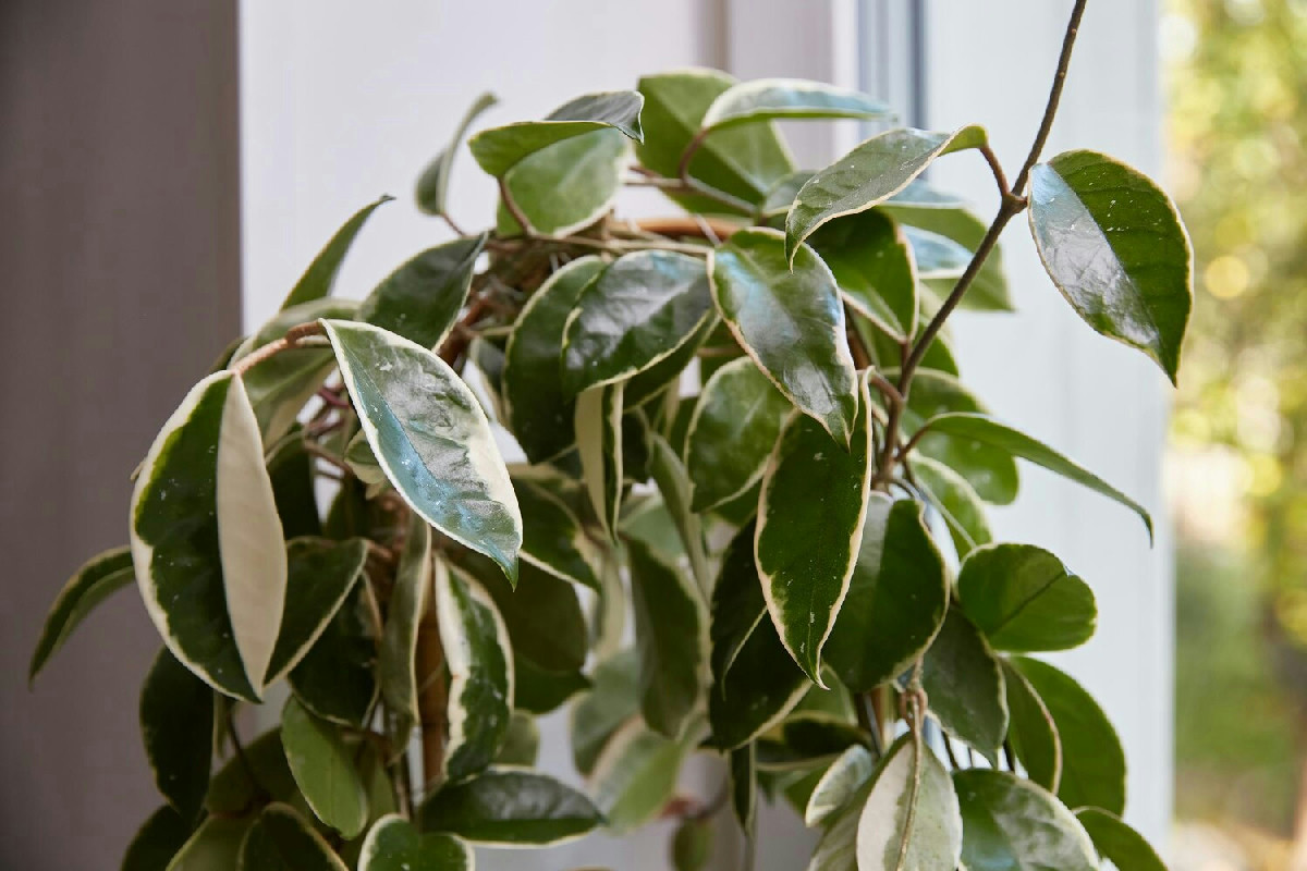 Le piante in vaso che valorizzano il locale a dicembre con charme e colori di stagione