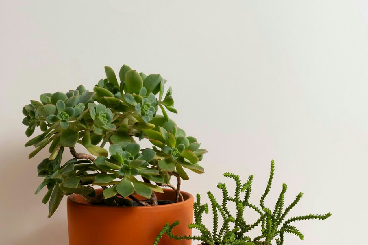 Le piante in vaso che valorizzano il locale a dicembre con charme e colori di stagione