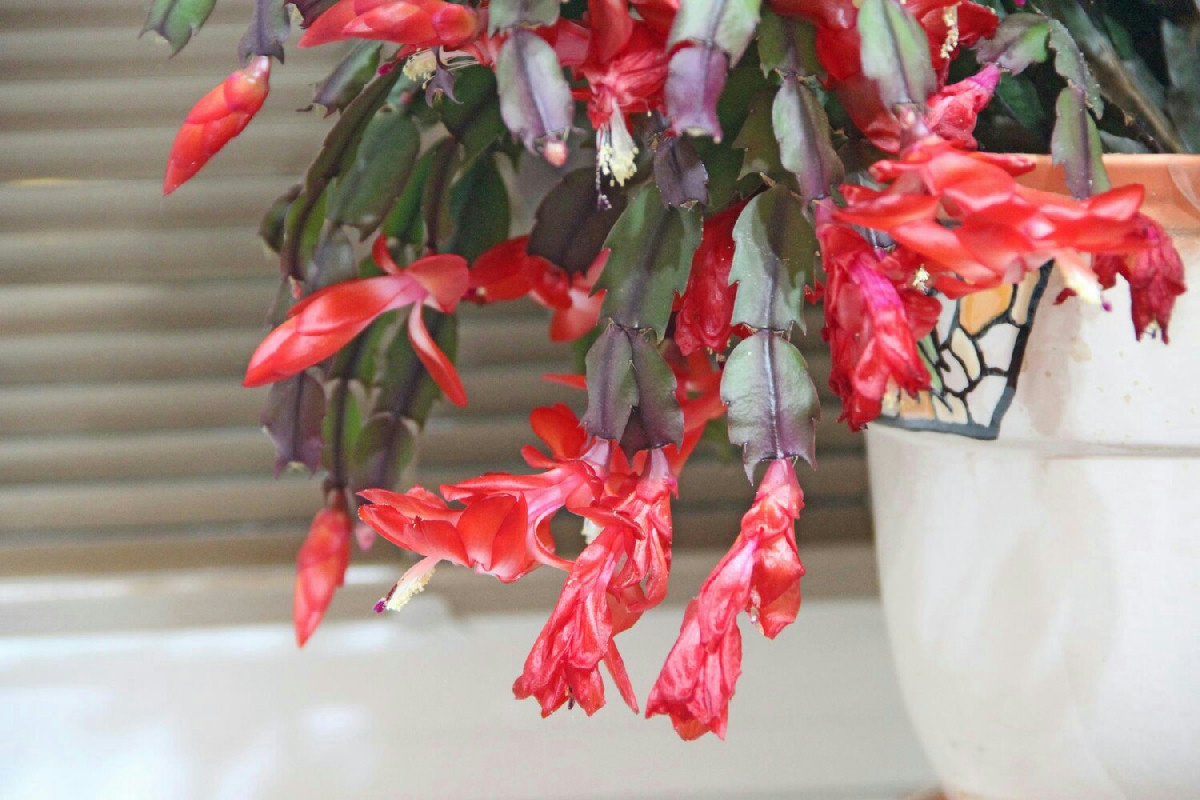 Un piccolo gesto nella cura del cactus di Natale per una fioritura più intensa e duratura