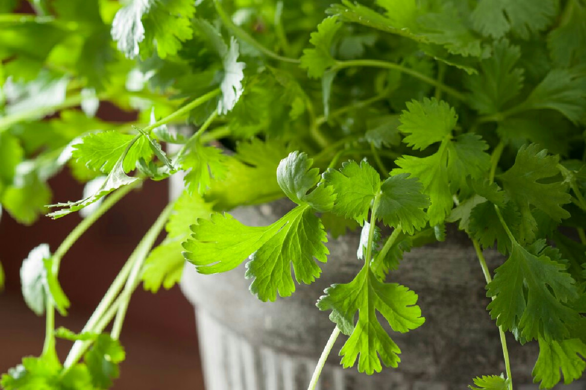 Prezzemolo rigoglioso e profumato: il segreto del concime naturale che trasforma il giardino in poche settimane