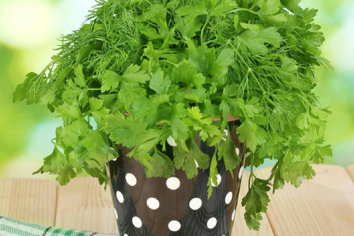 Prezzemolo rigoglioso e profumato: il segreto del concime naturale che trasforma il giardino in poche settimane