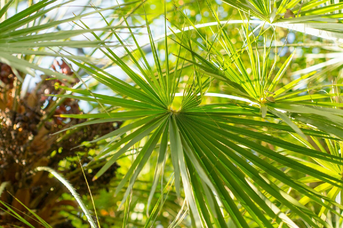 Le punte aride e marroni nella Kenzia: cosa sta cambiando nell’ambiente di casa tua