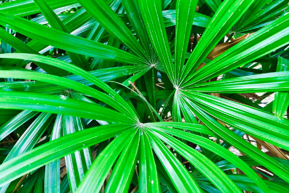 Le punte aride e marroni nella Kenzia: cosa sta cambiando nell’ambiente di casa tua