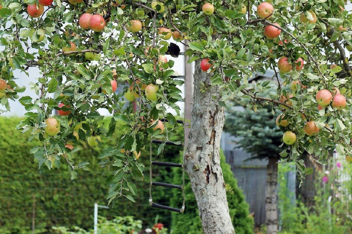 Quali alberi da frutto in giardino garantiscono raccolti ricchi per molte stagioni