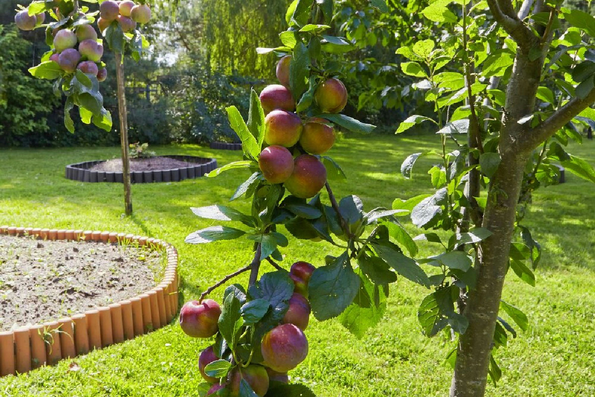 Quali alberi da frutto in giardino garantiscono raccolti ricchi per molte stagioni