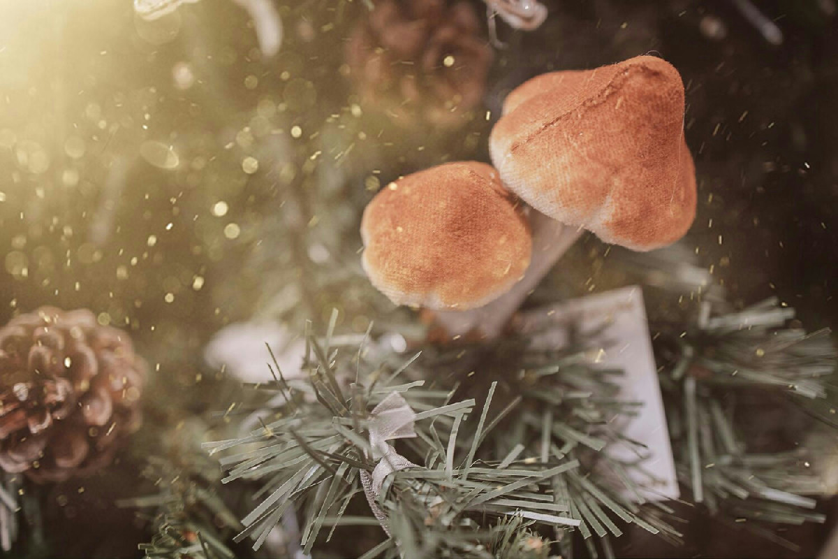 Quando il bosco si veste di brina: ecco i funghi d’inverno che solo pochi sanno riconoscere