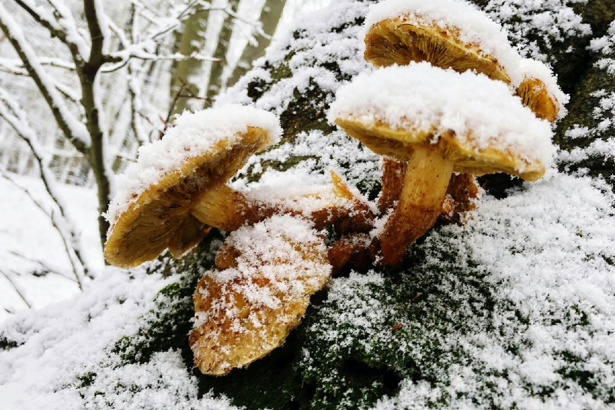 Quando il bosco si veste di brina: ecco i funghi d’inverno che solo pochi sanno riconoscere