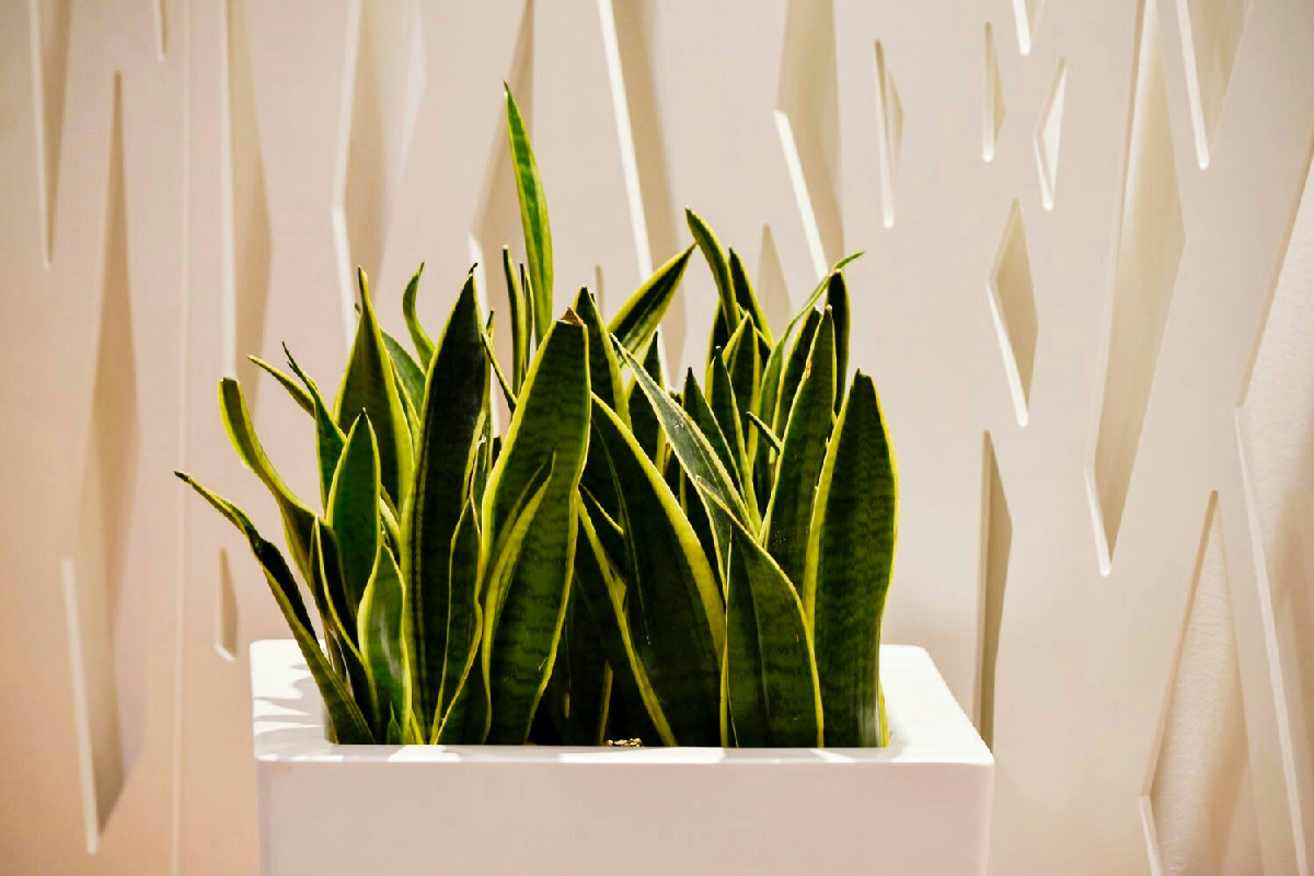 Questa pianta da camera purifica l’aria e cresce al buio: il motivo che nessuno immagina