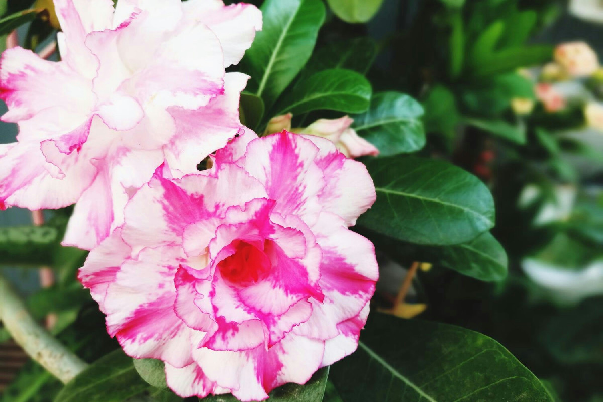 Rhododendron Bloombux: pianta resistente al gelo con fioriture intense e durata invernale lunga
