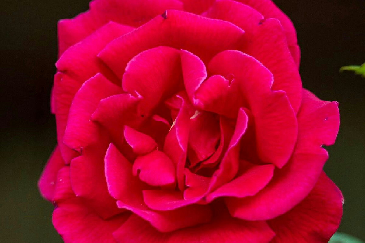 La rosa che fiorisce quasi tutto l’anno: il segreto dietro la scelta dei giardinieri esperti