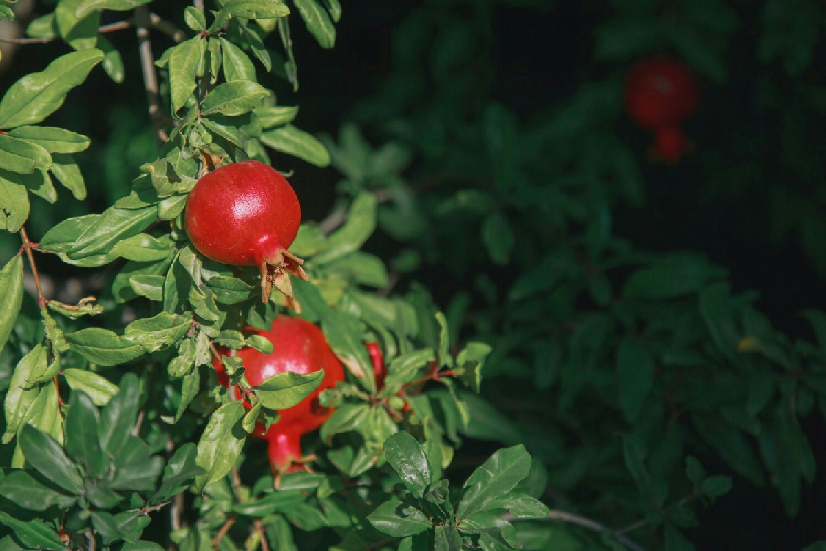 Sai cosa succede al melograno quando non viene potato nel modo giusto?