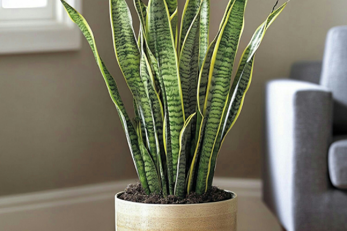 Sanseveria: mantenere la pianta idratata evitando il marciume per preservarne la vitalità