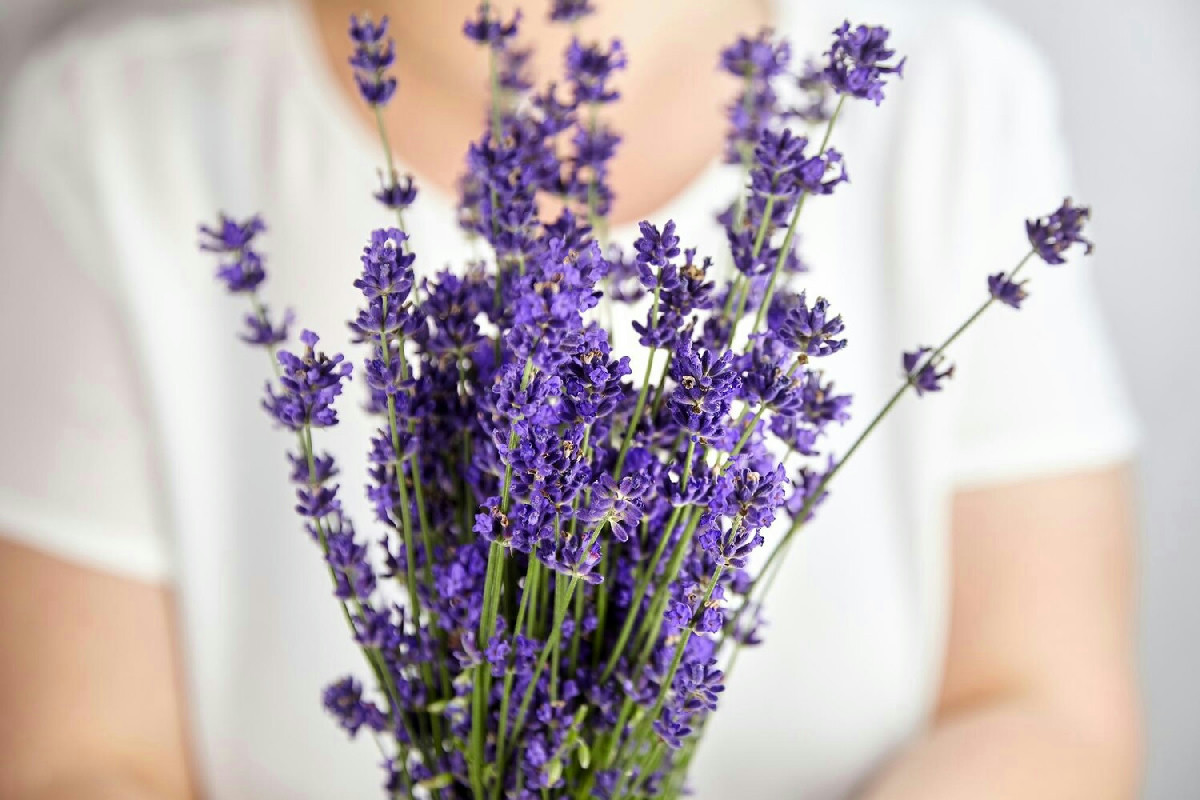 Il segreto per capire il momento perfetto di raccolta annusando i fiori di lavanda