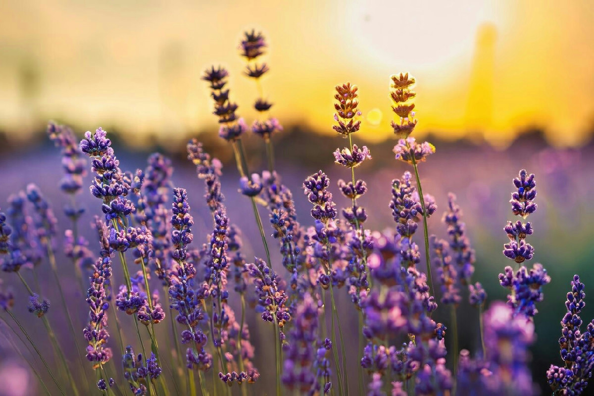 Il segreto per capire il momento perfetto di raccolta annusando i fiori di lavanda