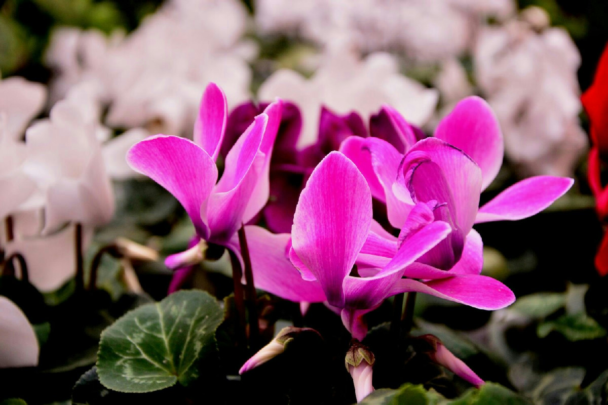 Segreto per proteggere il ciclamino in inverno e mantenerlo rigoglioso e vibrante in casa