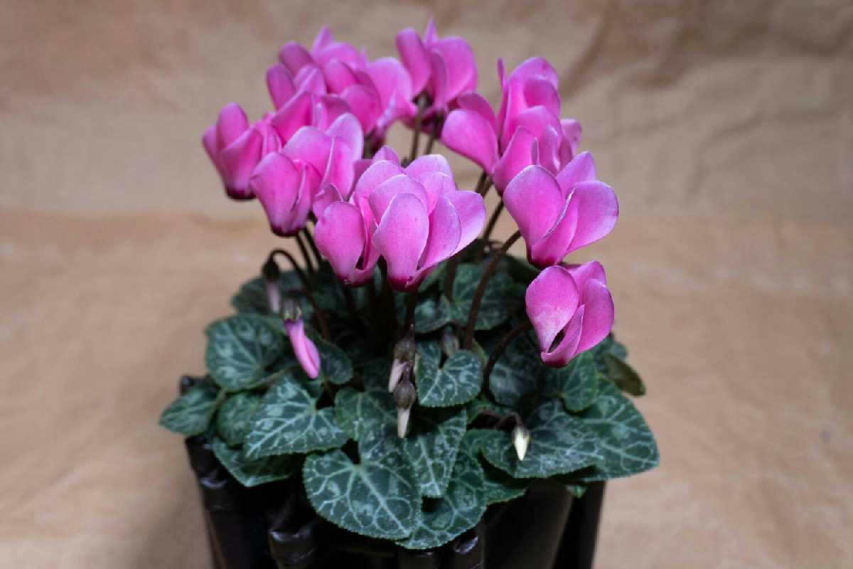 Segreto per proteggere il ciclamino in inverno e mantenerlo rigoglioso e vibrante in casa