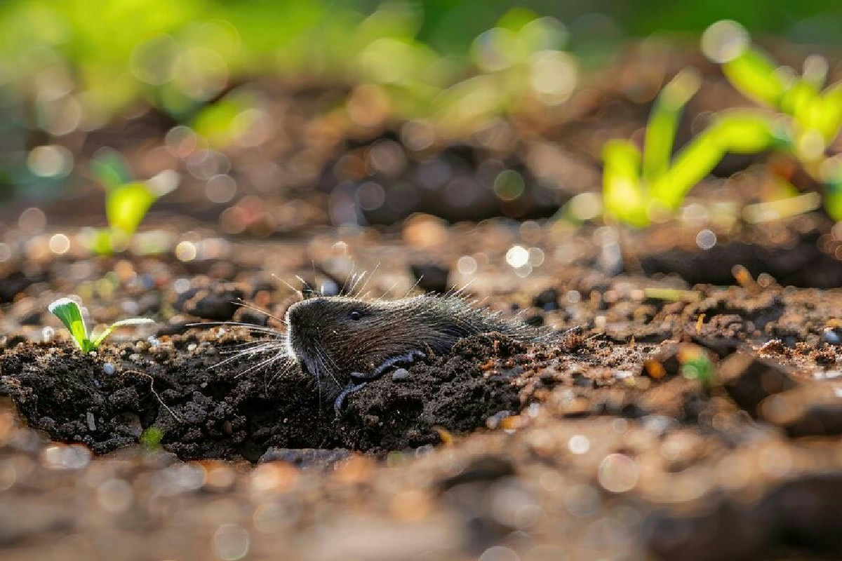 Talpe nel giardino: azioni urgenti per proteggere il prato dai danni nascosti