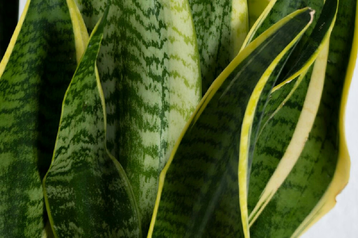 Tecnica ideale per annaffiare la sanseveria evitando l’insorgere del marciume