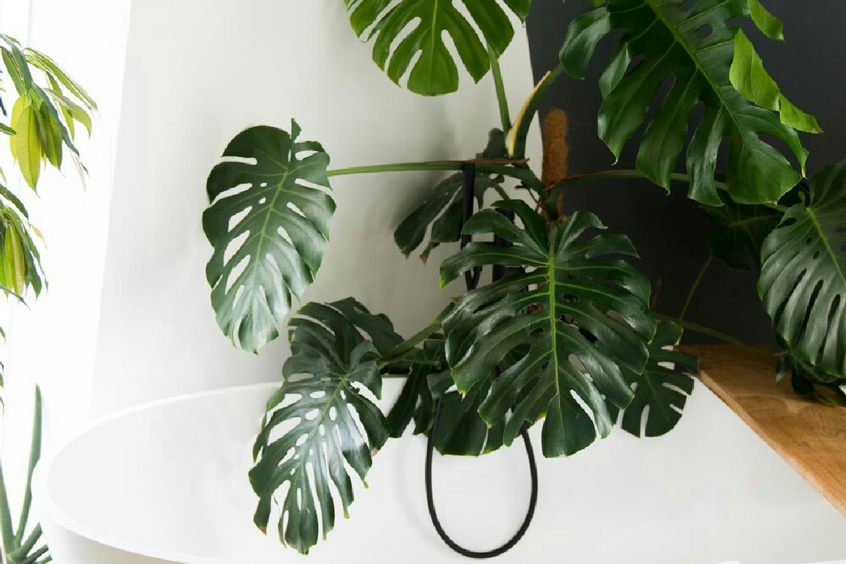 Tre piante perfette per arredare il bagno con freschezza e senza occupare spazio