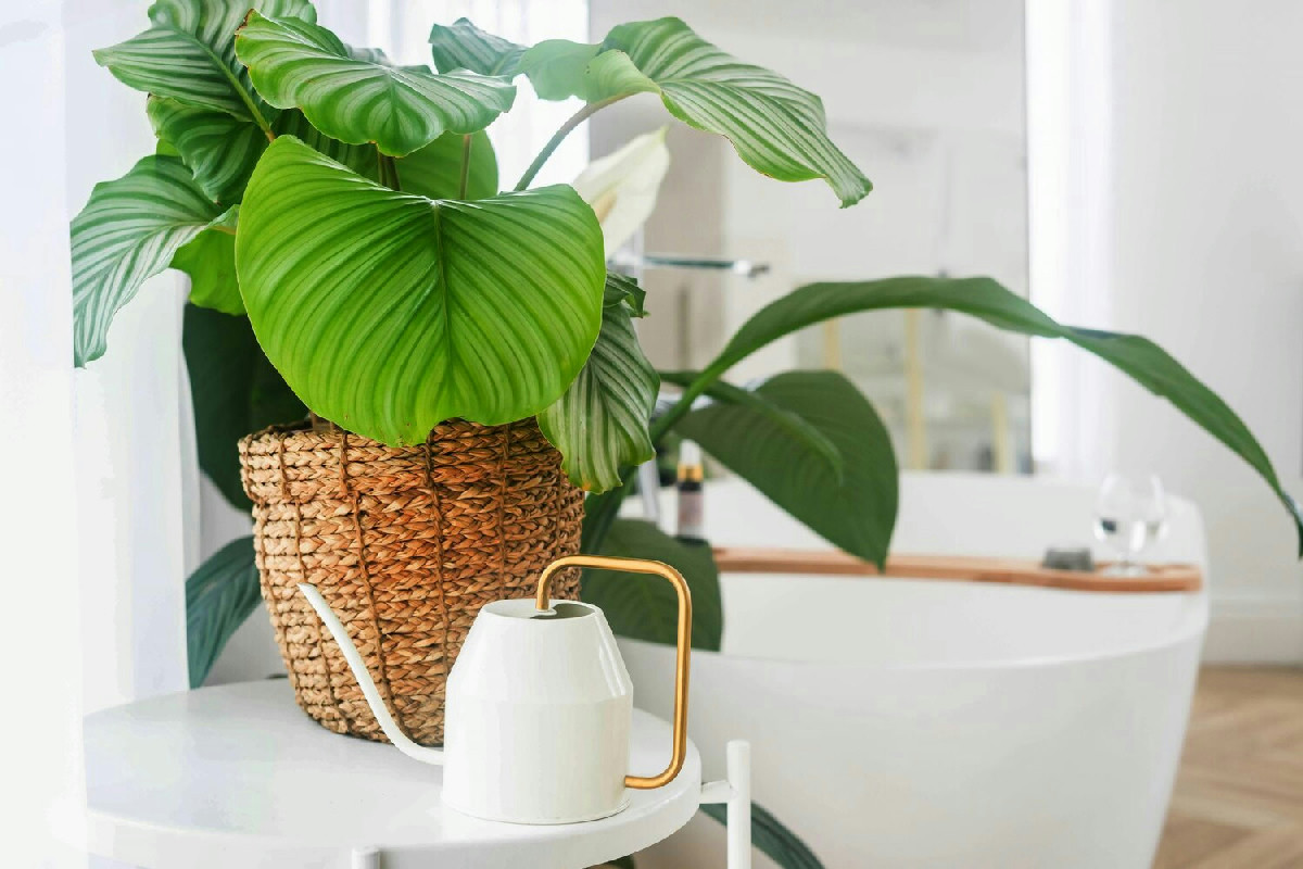 Tre piante perfette per arredare il bagno con freschezza e senza occupare spazio