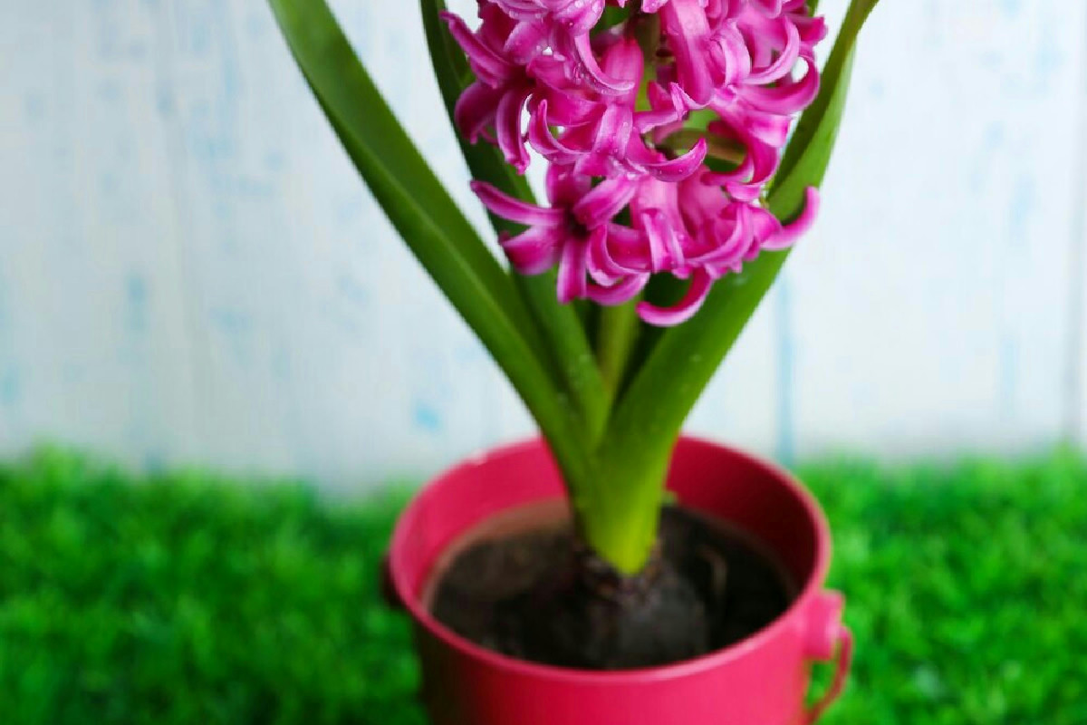 3 strategie di annaffiatura efficaci per mantenere il ciclamino in vaso rigoglioso e sempre fiorito