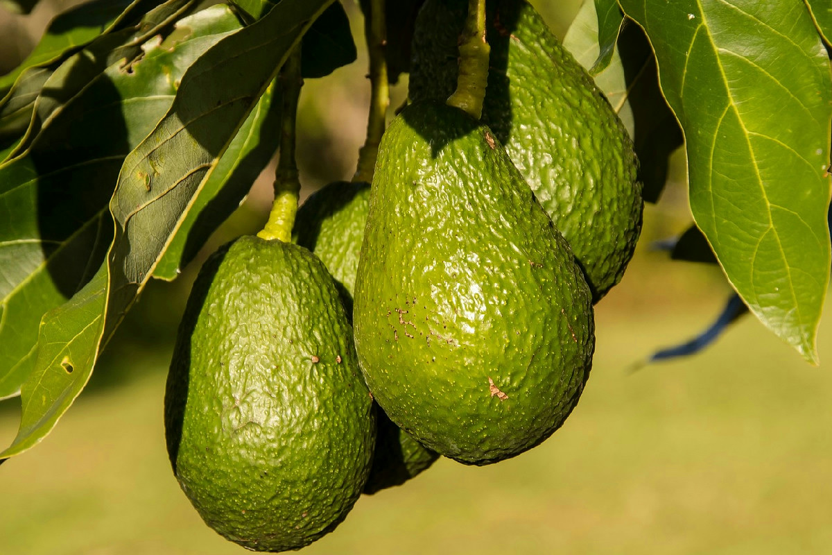Avocado in casa: guida pratica per far germogliare il seme con facilità e successo garantito
