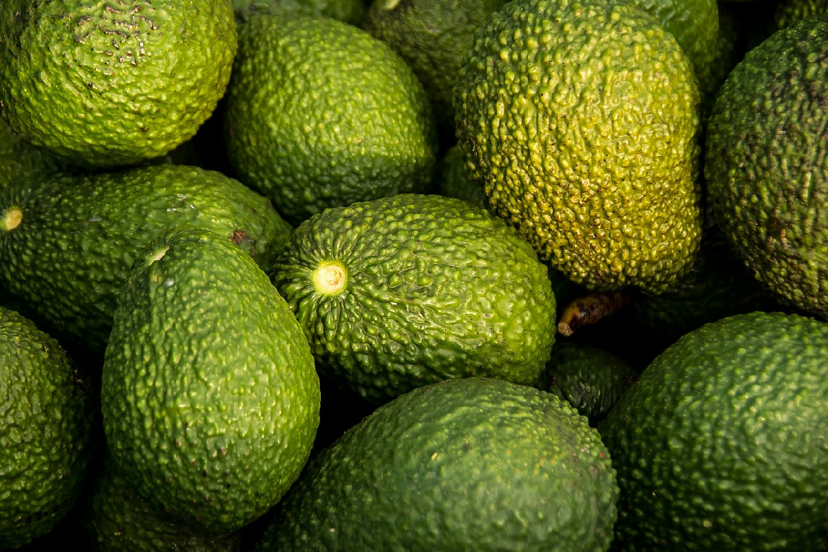 Avocado in casa: guida pratica per far germogliare il seme con facilità e successo garantito