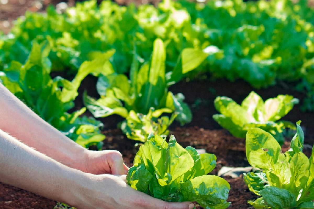 I benefici dell’orto a gennaio: cosa piantare e quali prodotti raccogliere durante l'inverno
